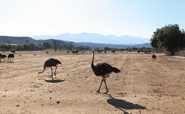 Ostriches prove their worth in harsh drought Ostriches prove their worth in harsh drought