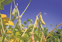 Rise in soya bean production expected to continue