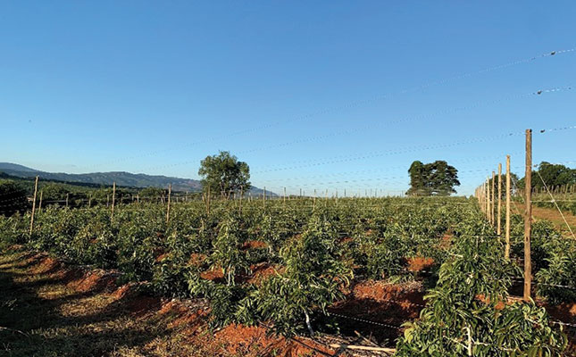 Avocado production: how a trellising system can optimise yield Avocado production: how a trellising system can optimise yield