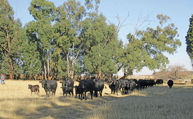 Drakensberger cattle: ‘An all-rounder like no other’ Drakensberger cattle: ‘An all-rounder like no other’