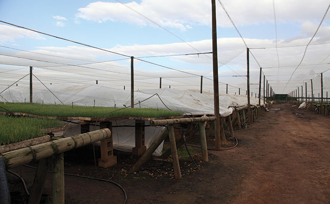Partnerships pay off for Western Cape nursery Partnerships pay off for Western Cape nursery