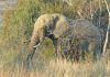 ‘Social media undermining elephant conservation’