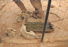 ‘Adverse consequences of lion cub petting’