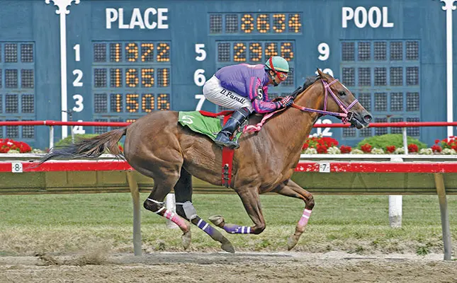 race horses can suffer from upper airway collapse