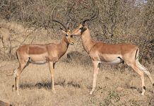 Expectations for game ranching industry in 2023