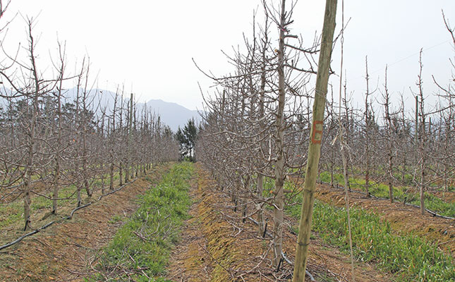 Brothers turn apple farm into top producer Brothers turn apple farm into top producer
