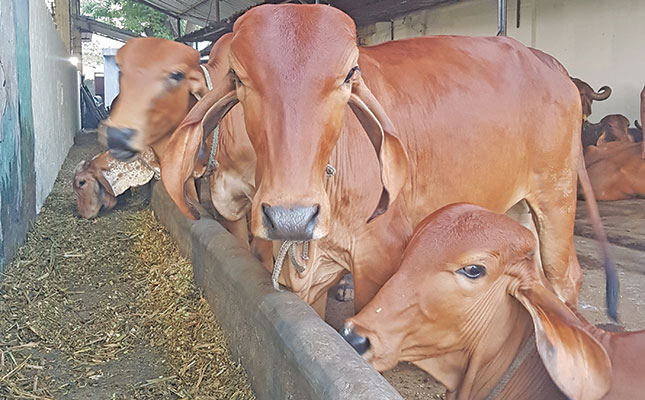 Small-scale and subsistence farmers: ‘The backbone of India’s mega dairy industry’ Small-scale and subsistence farmers: ‘The backbone of India’s mega dairy industry’