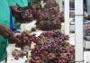 Table grape volumes expected to decline