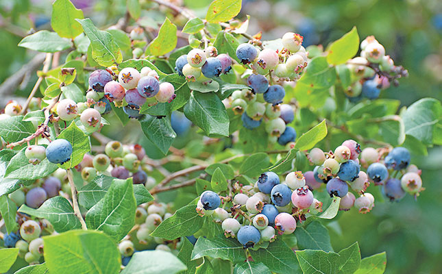 A guide to optimising blueberry production A guide to optimising blueberry production