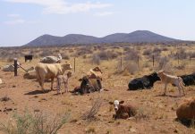 First global study on the effects of livestock grazing