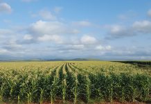 Agri confidence declines, despite positive GDP contribution