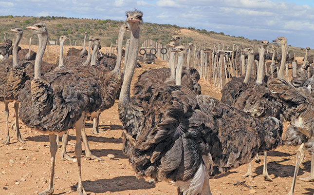 SA’s ostrich industry gets serious about animal welfare SA’s ostrich industry gets serious about animal welfare