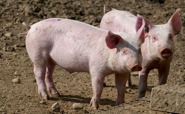 UK pig numbers down on the back of high feed costs UK pig numbers down on the back of high feed costs