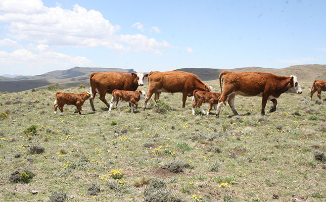 How a Simmentaler stud thrives on mountainous veld How a Simmentaler stud thrives on mountainous veld
