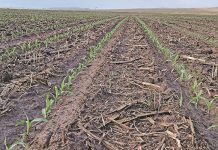 Celebrating the vital role of healthy soils in food security