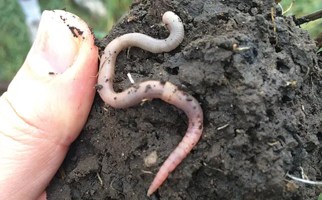 soil health earthworm
