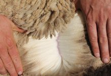 New hopes and challenges for SA wool value chain