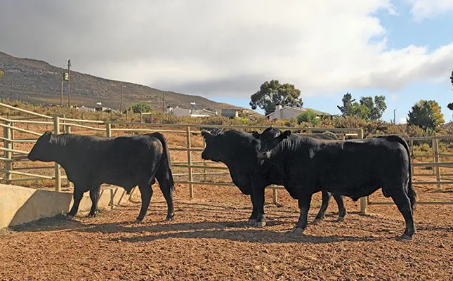 black angus cattle