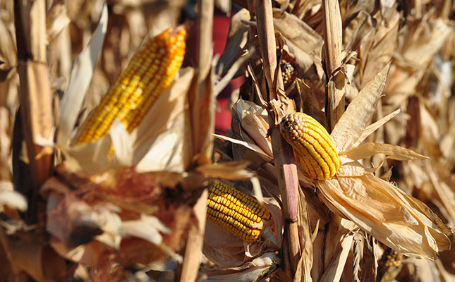 Factors influencing maize yield Factors influencing maize yield