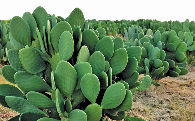 Cactus pear: one crop, three profitable markets Cactus pear: one crop, three profitable markets