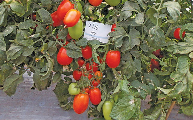 The pros and cons of tunnel tomatoes The pros and cons of tunnel tomatoes