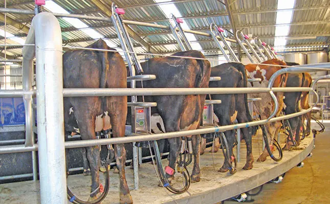 Dairy cows milking parlour