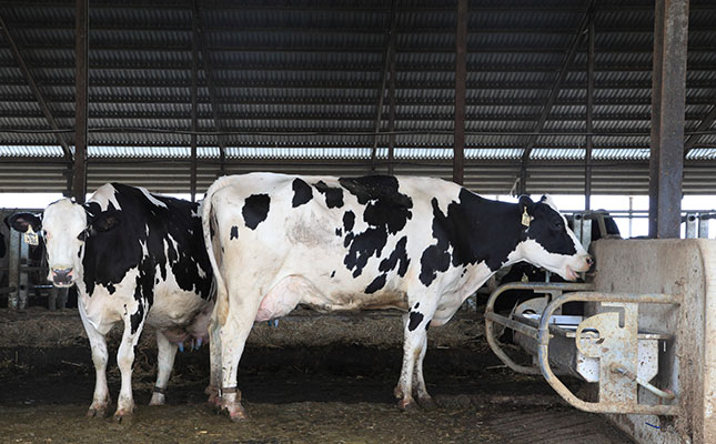 Why nutrition is crucial for dairy cow fertility Why nutrition is crucial for dairy cow fertility