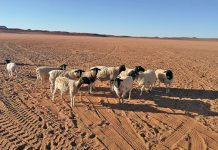Northern Cape farmers’ drought misery continues