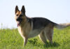 How to choose a guard dog for your farm