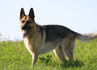 How to choose a guard dog for your farm