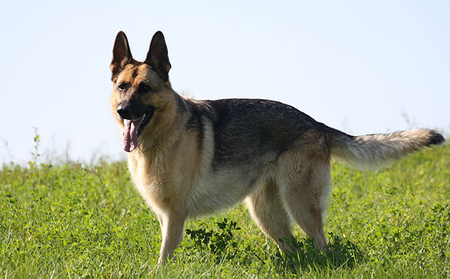 How to choose a guard dog for your farm How to choose a guard dog for your farm