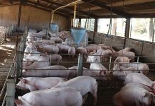 African swine fever spreads to commercial farm
