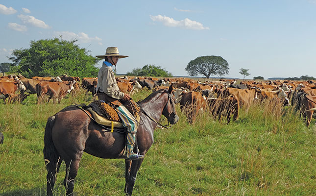 Using horses to manage large herds of cattle Using horses to manage large herds of cattle