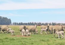 South Africa’s sheep farmers under pressure