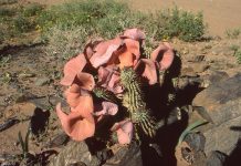 ‘Poaching can lead to local succulent species becoming extinct’