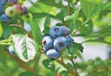 Transnet dumps blueberry industry in deep water