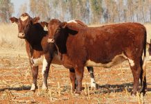 ‘Stock theft statistics do not paint a true picture of the crime in SA’