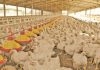 Rolling blackouts derail poultry progress