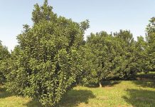 Macadamia farmers in for a four-year struggle