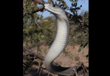 Shortage of snake antivenom in South Africa a “major disaster”