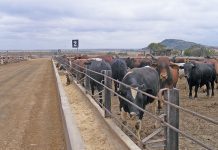 What feedlots expect in the ideal weaner