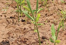 Ginger prices drop to a tenth of COVID-19 highs