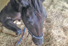 African horse sickness cases reportedly rising amid vaccine shortage