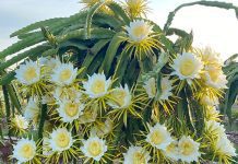 Dragon fruit yields and sales on an upward curve