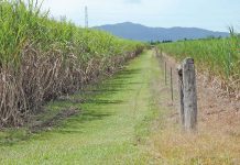 Another sugar mill enters business rescue