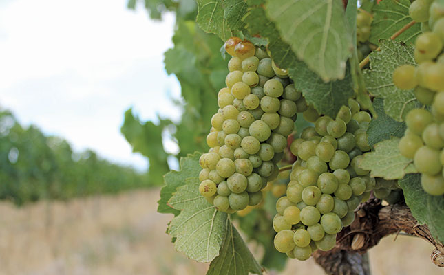 Wine grape harvest set to be smallest in 19 years Wine grape harvest set to be smallest in 19 years