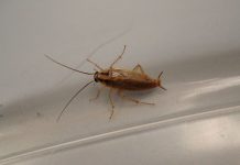 Massive cockroach outbreak in South Africa