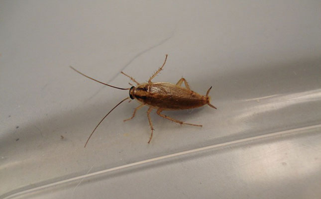Massive cockroach outbreak in South Africa Massive cockroach outbreak in South Africa