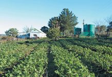 ‘Communal land reform lacks tenure security’