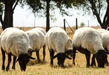 RPO welcomes new vaccine against bluetongue